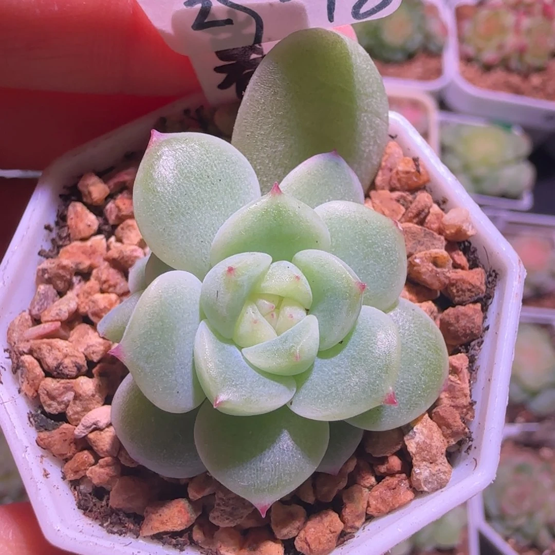 29-18福利暮暮财富密码双头