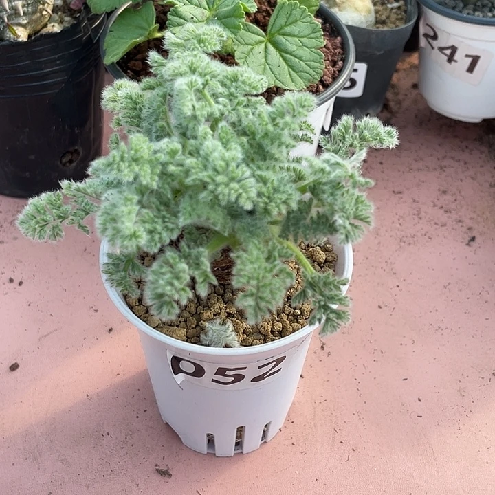 052羽叶杨葵块根，