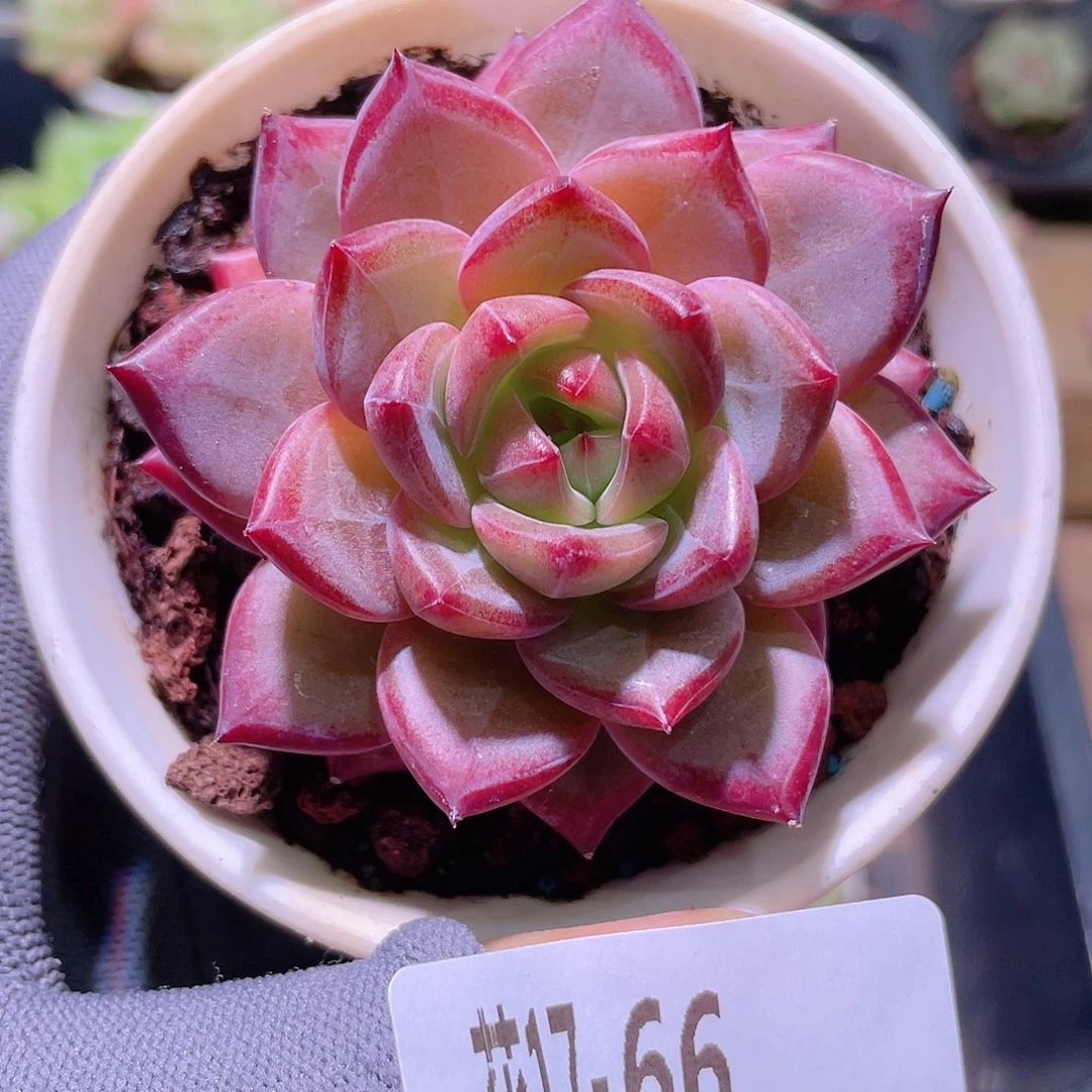 花利美17-66醉霞