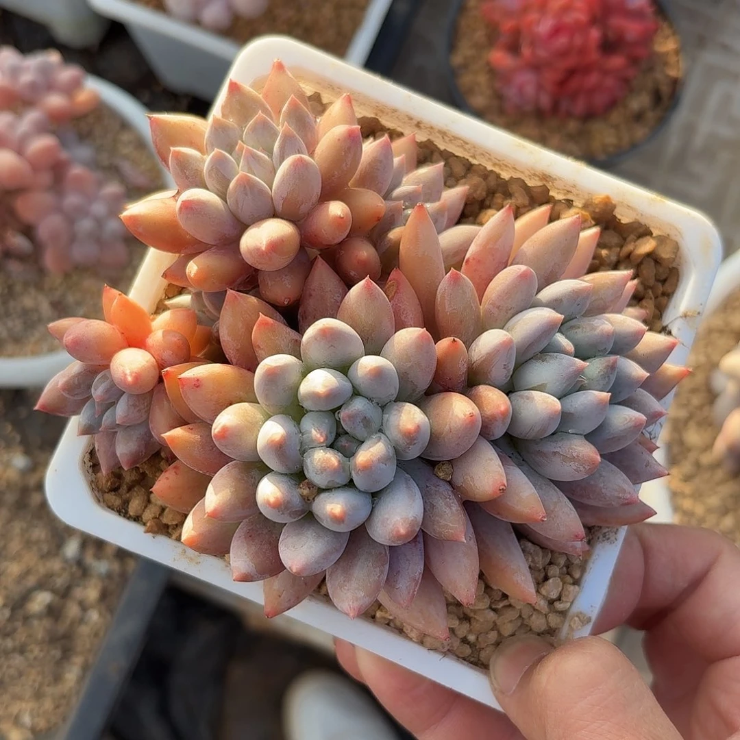 陽***戬所罗门123456789900000000