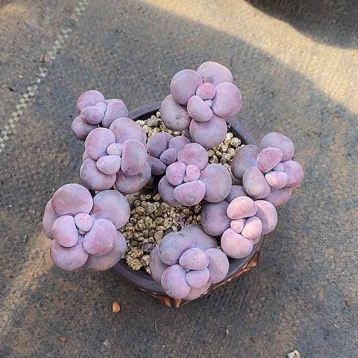 至***』来我们家里咯么咯的