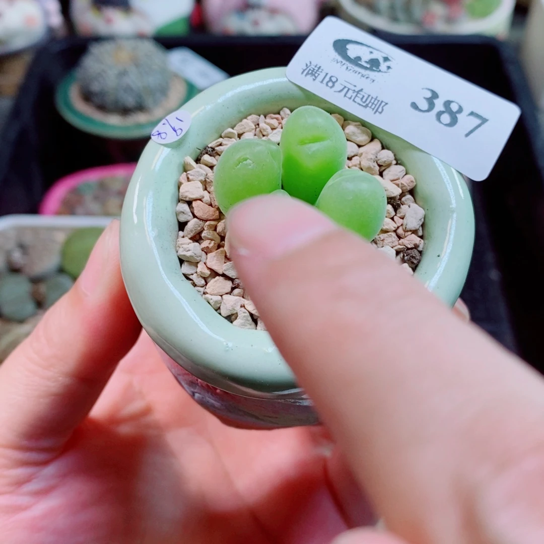 生石花花花花花花387