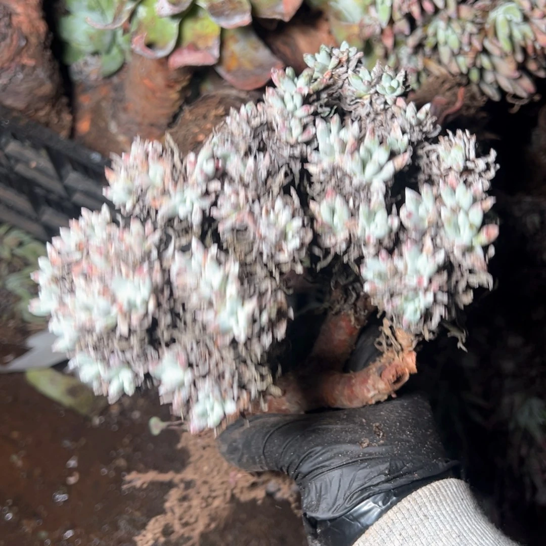 5826是哈哈哈哈哈哈哈