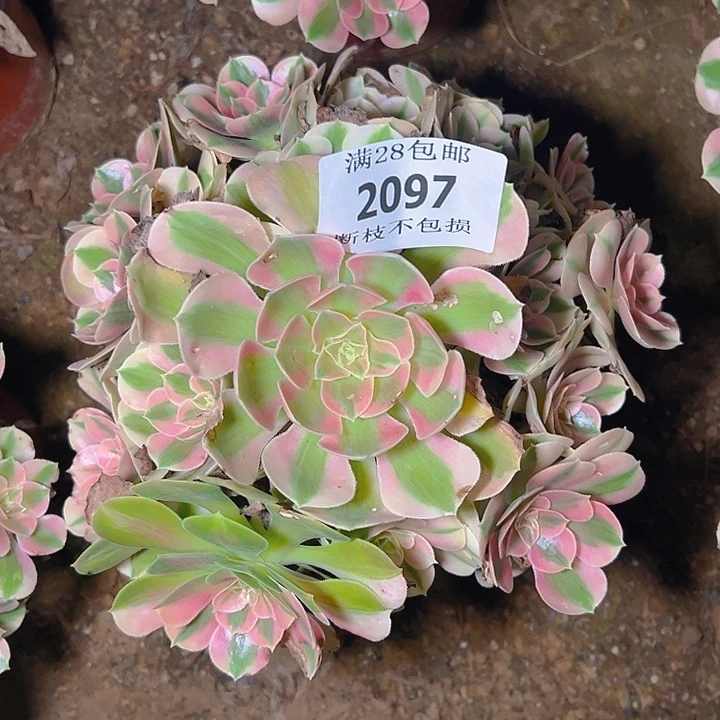 2097粉女巫多肉植物
