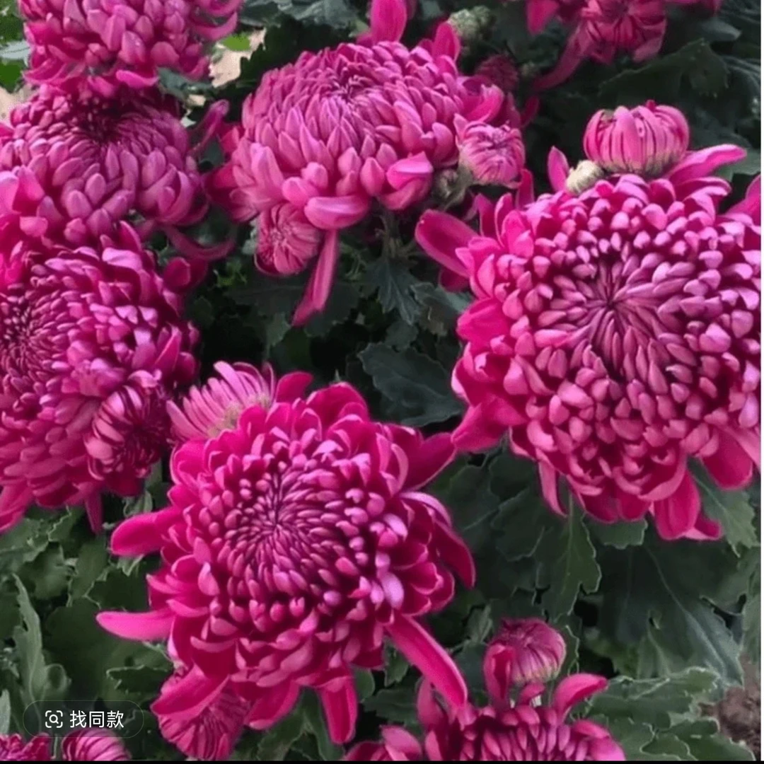 九月菊【紫绣球】原盆原土发货，大花富贵菊花，盆栽绿植室内好养活