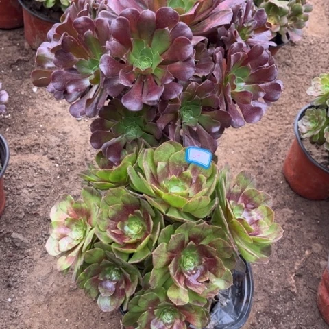 647多肉植物组合，