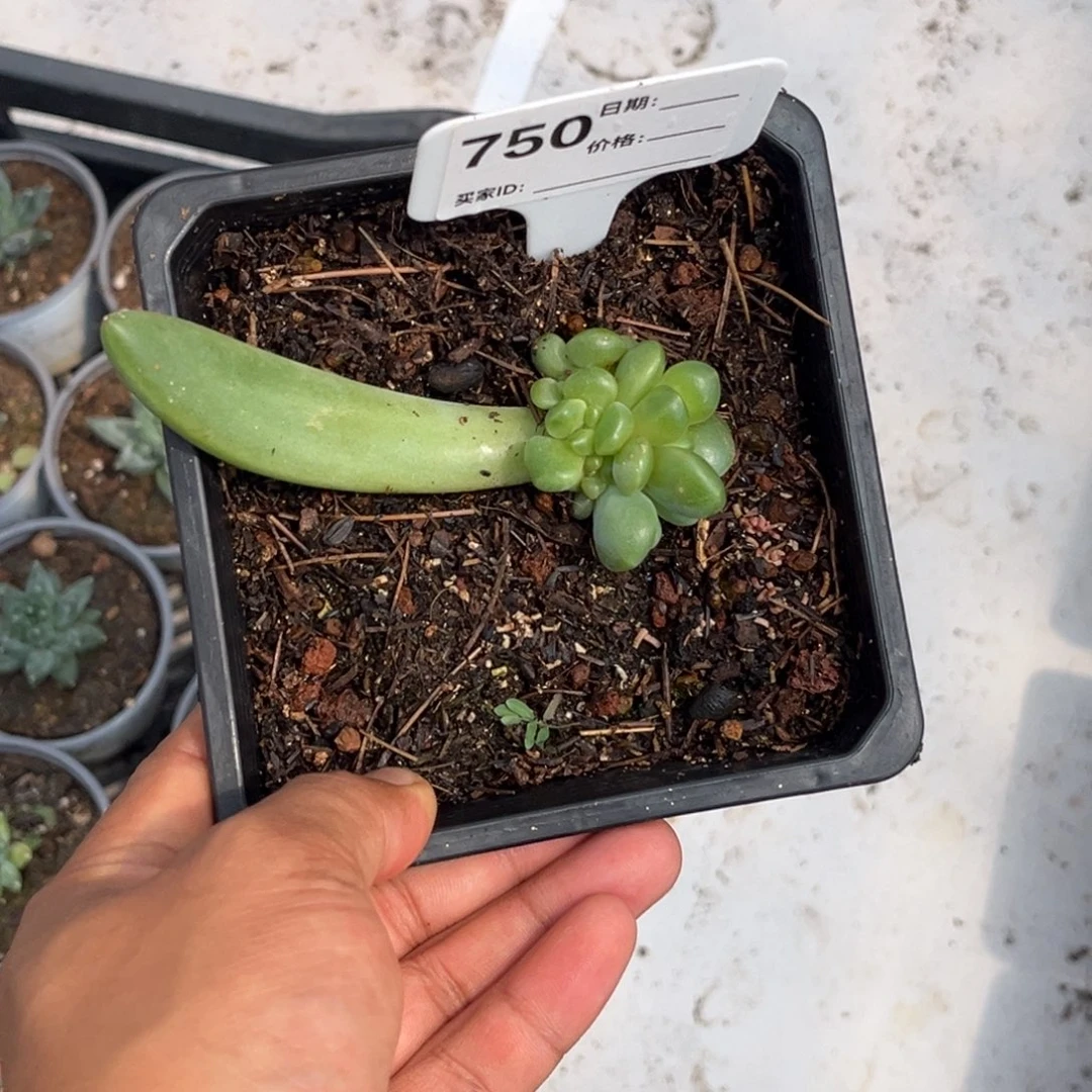 京***.橙色奇迹多肉植物750