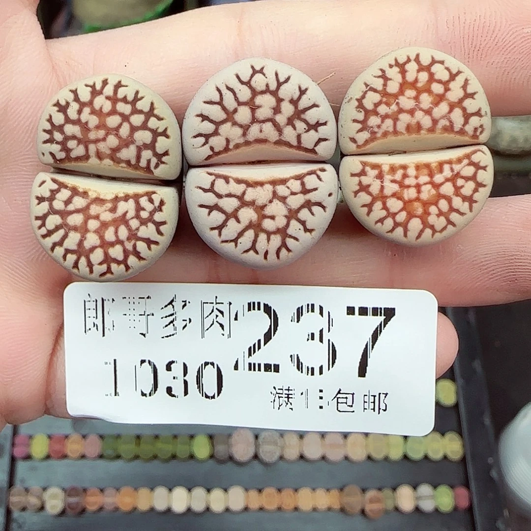 满满18包邮1030-237