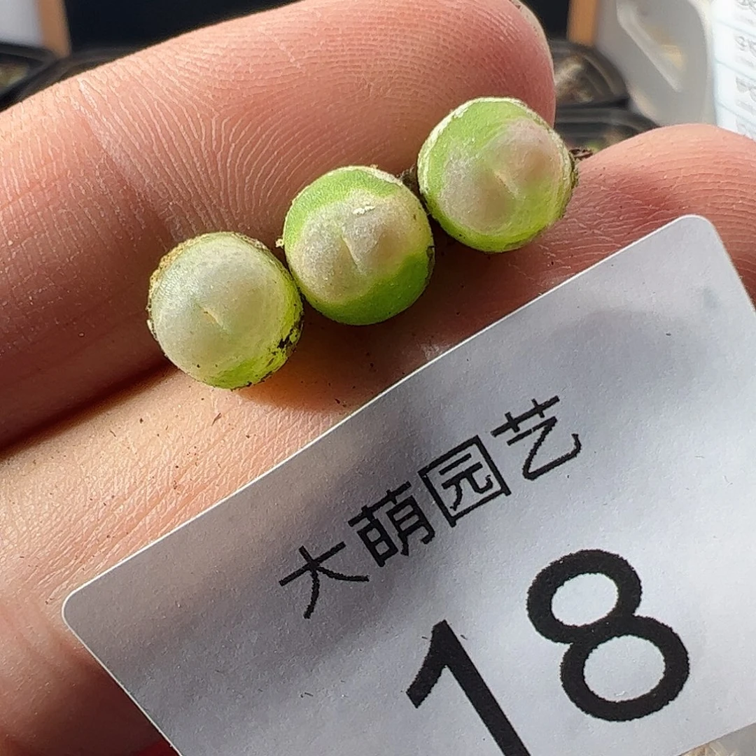 一物一拍默认微瑕。  18