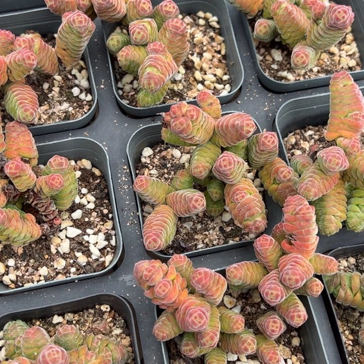 绒塔一颗量拍多肉满20包邮初7发