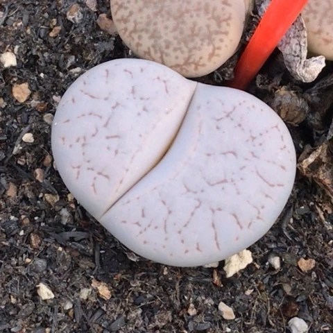 多肉肉锥 3.2Cm 白蜡石