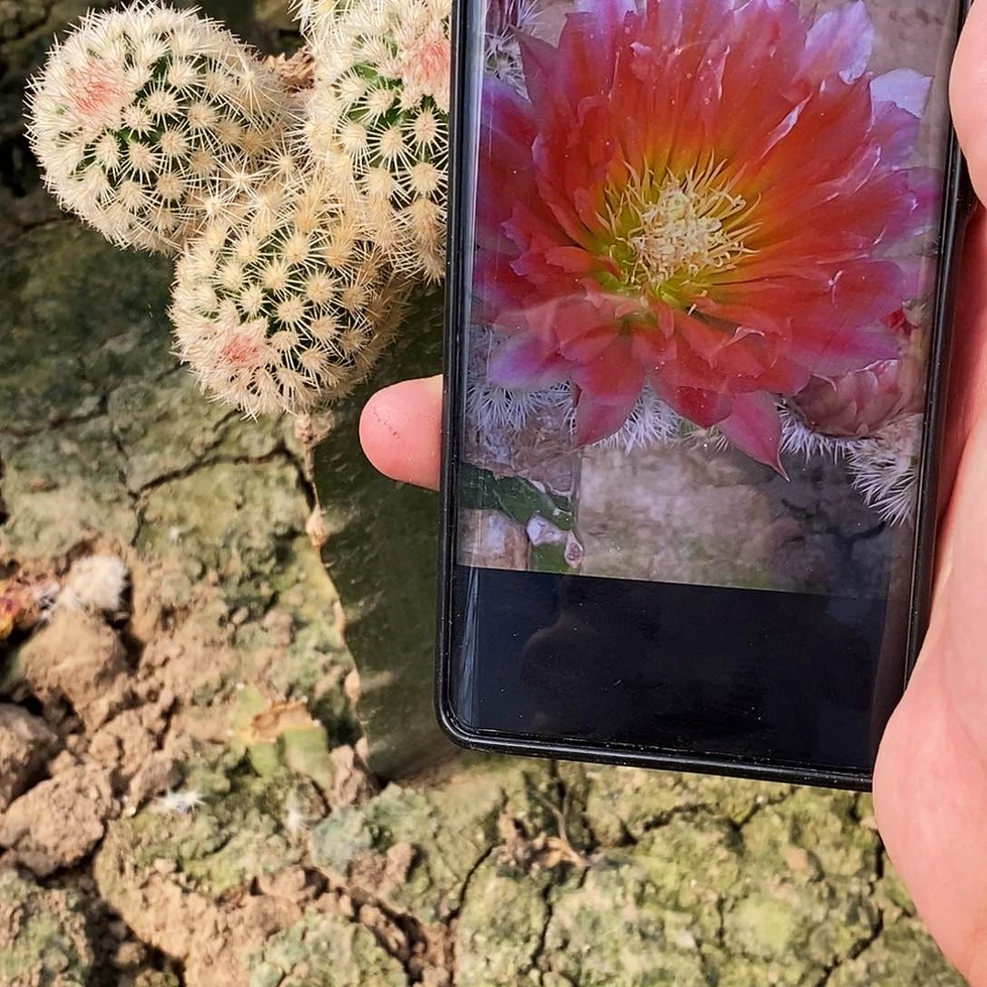 史蒂夫妇之梦/侧芽歪20包邮/4公分左右