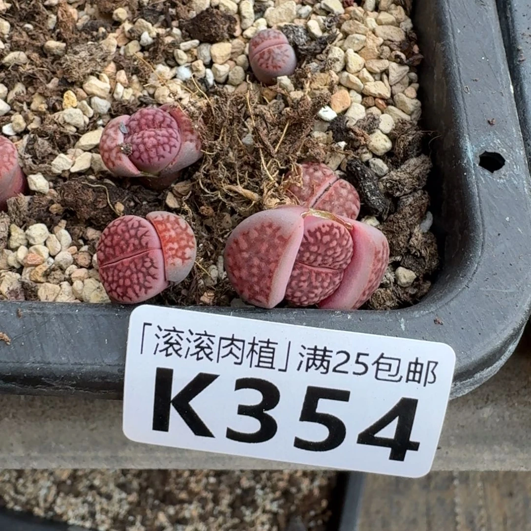 歆**愿K354新品紫寿丽混合三年多肉