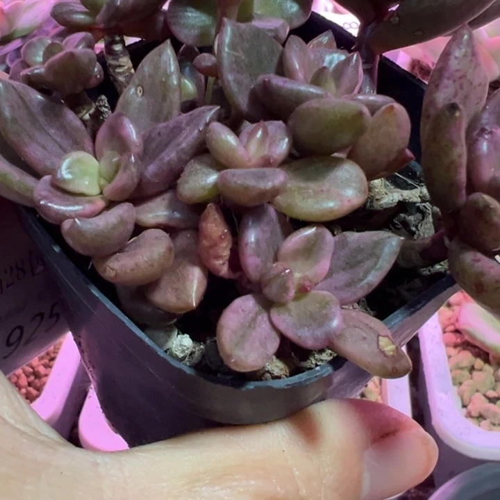 巧克力锦多肉植物1924