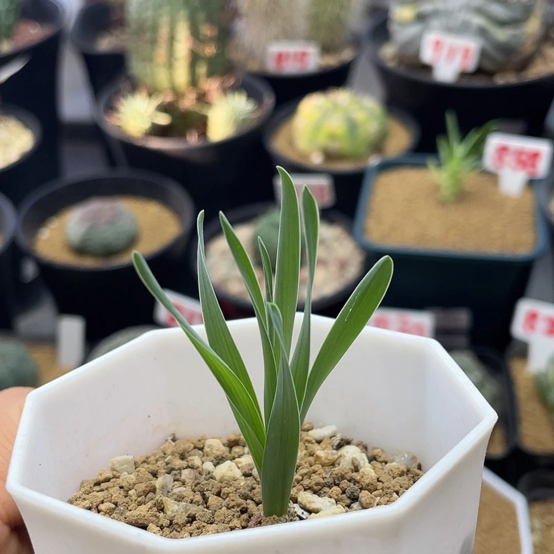块根波叶弹簧草仙人球