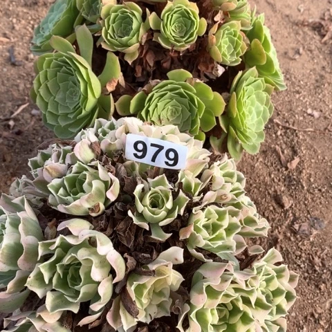 万圣夜白凤法师多肉植物979