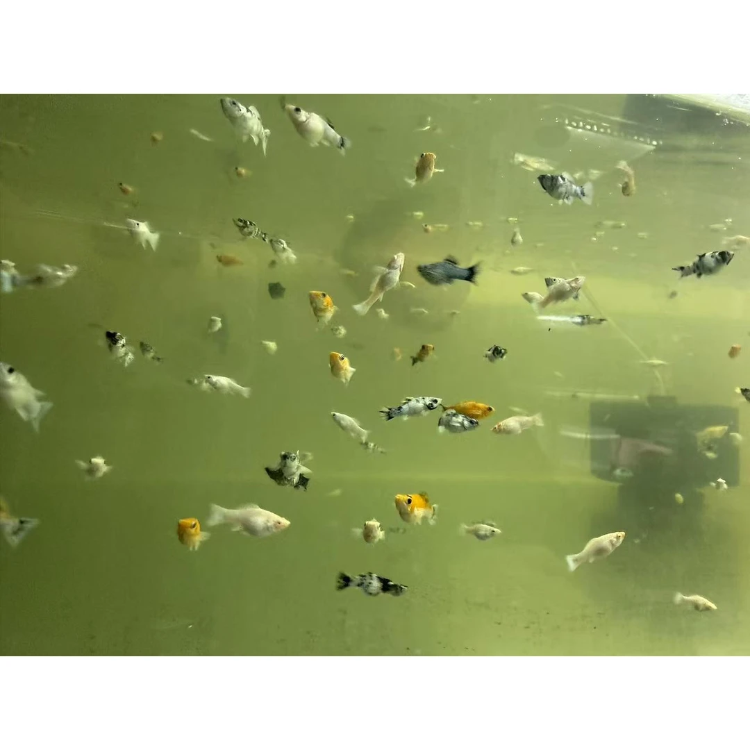 玛丽球鱼四只一组观赏鱼苗活体好养耐活适合小鱼缸