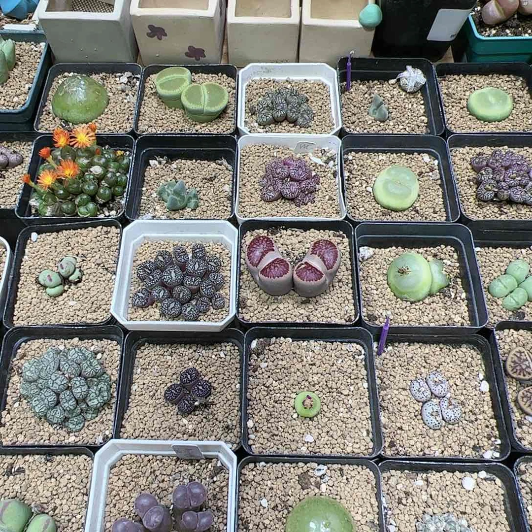 【闪购商品】智***刚104+