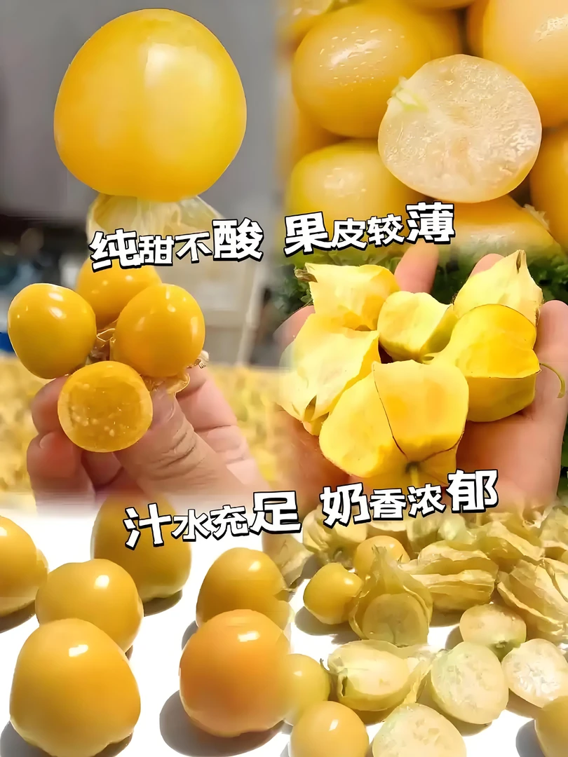 a东北产地直发新鲜当季姑娘果黄灯笼果整箱包邮