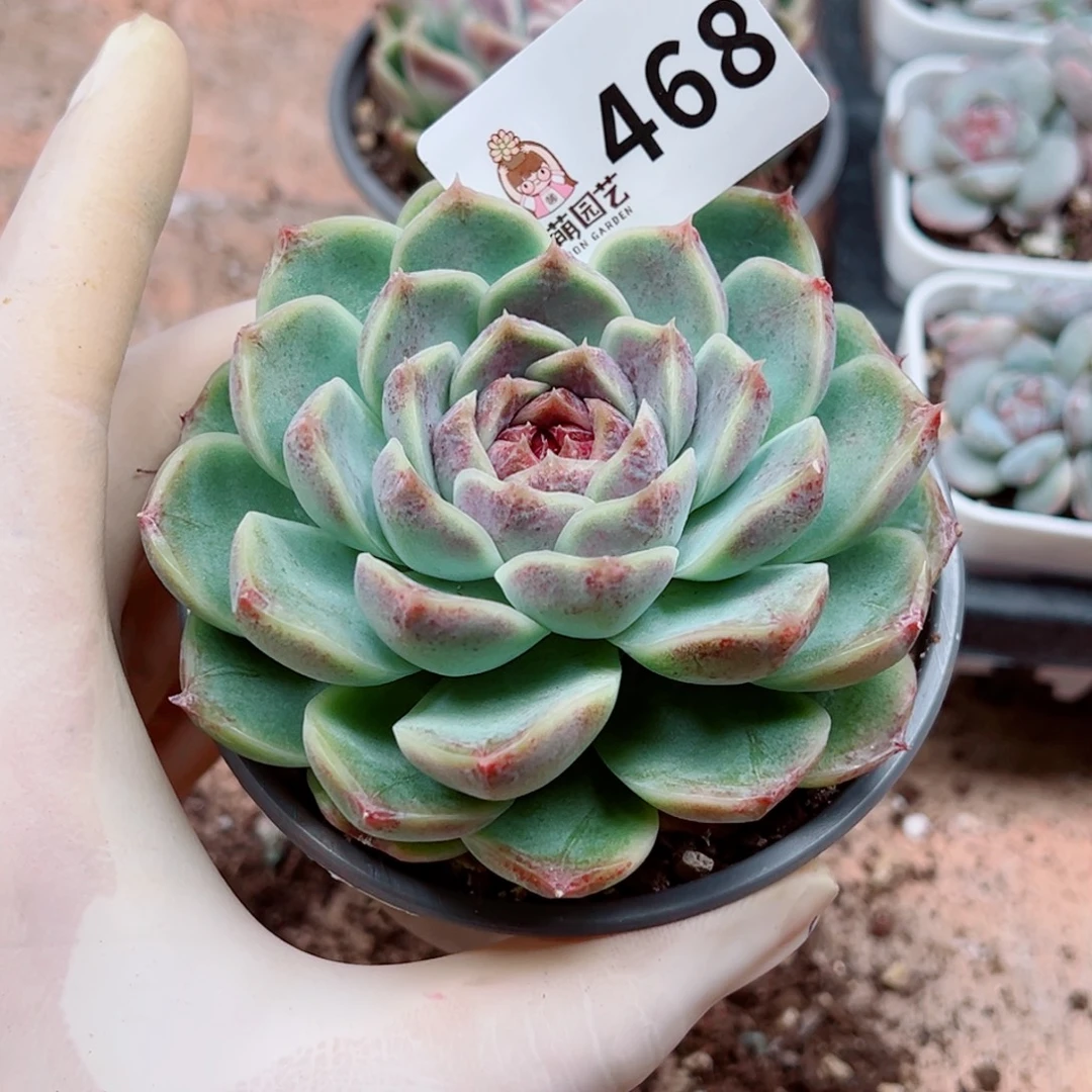 多肉植物多肉植物