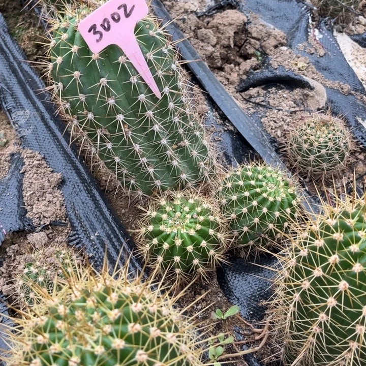 花***痴清清34毛花柱有斑介意勿拍3002