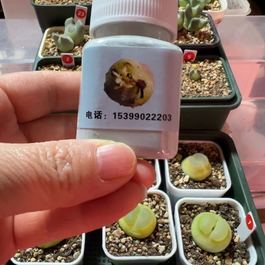 多肉植物生根粉，一瓶包邮