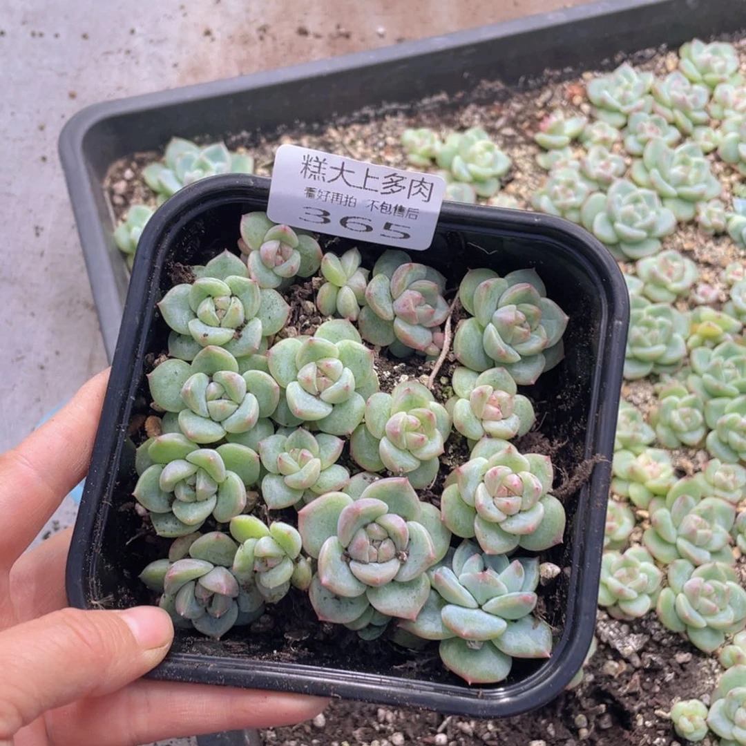 糕大上多肉植物365