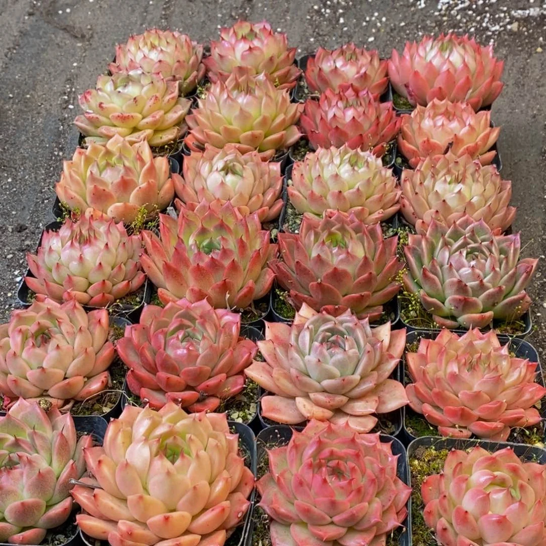 E****?400分钟后用清水洗净切块