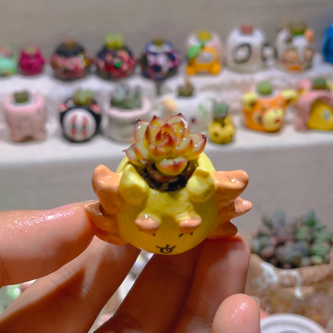 046高端多肉带盆带土手工盆
