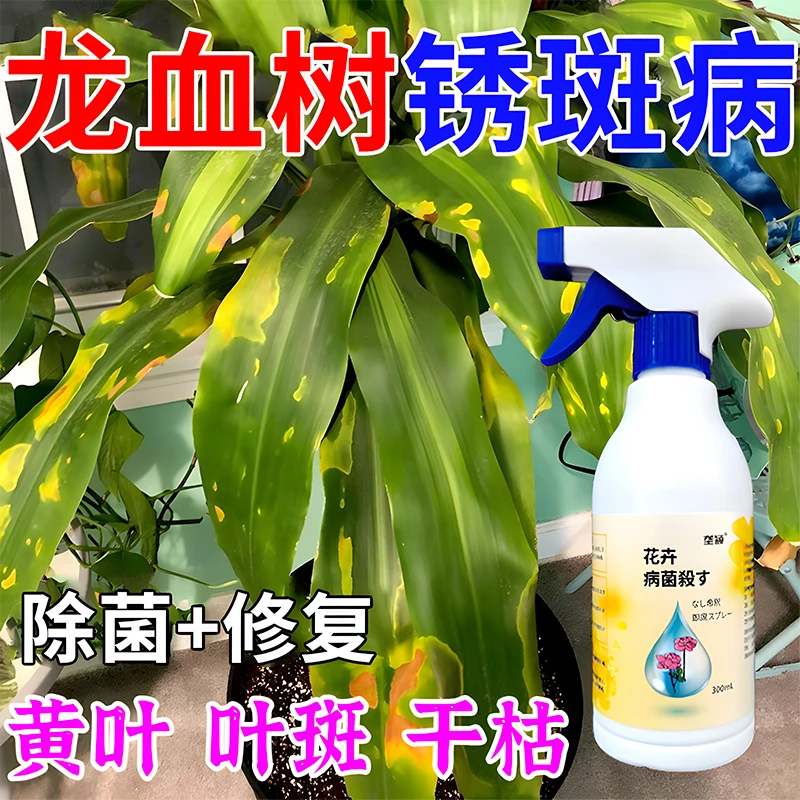 龙血树锈斑病专用除菌剂多菌灵黄叶斑褐斑黑斑焦尖干枯根腐病肥料