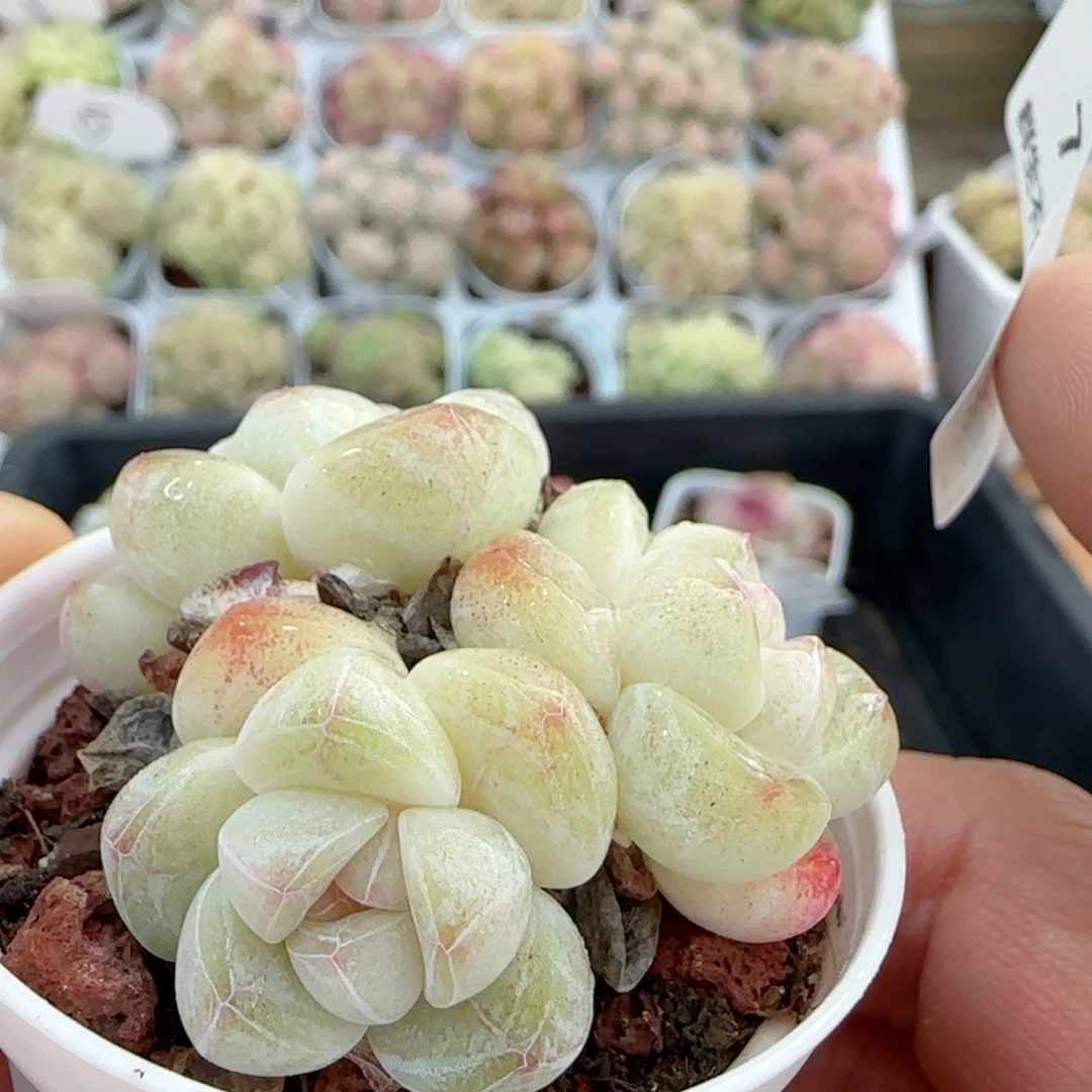 【闪购商品】0118-7