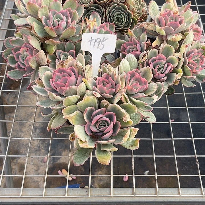 素***雅两单包邮，今天全场福利，，195