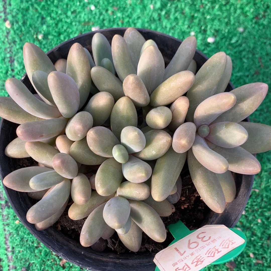 捧花平头糖果美人开播福利