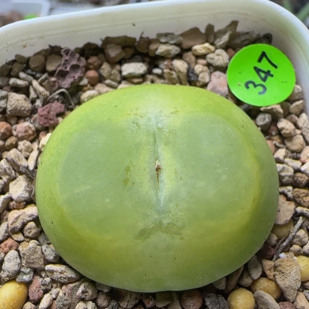 拉登3.2+瑕疵多肉植物347