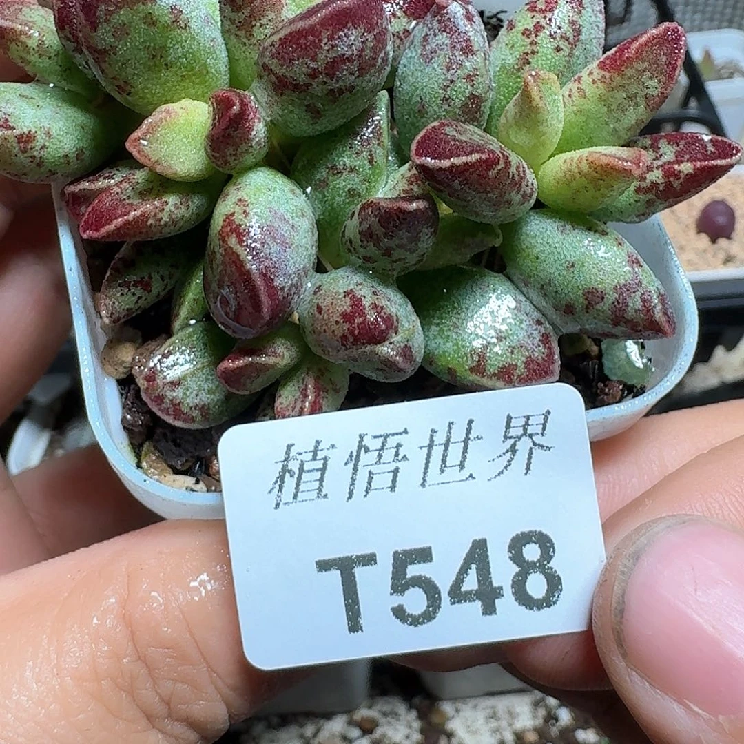 548盒多肉植物哇发vkn n