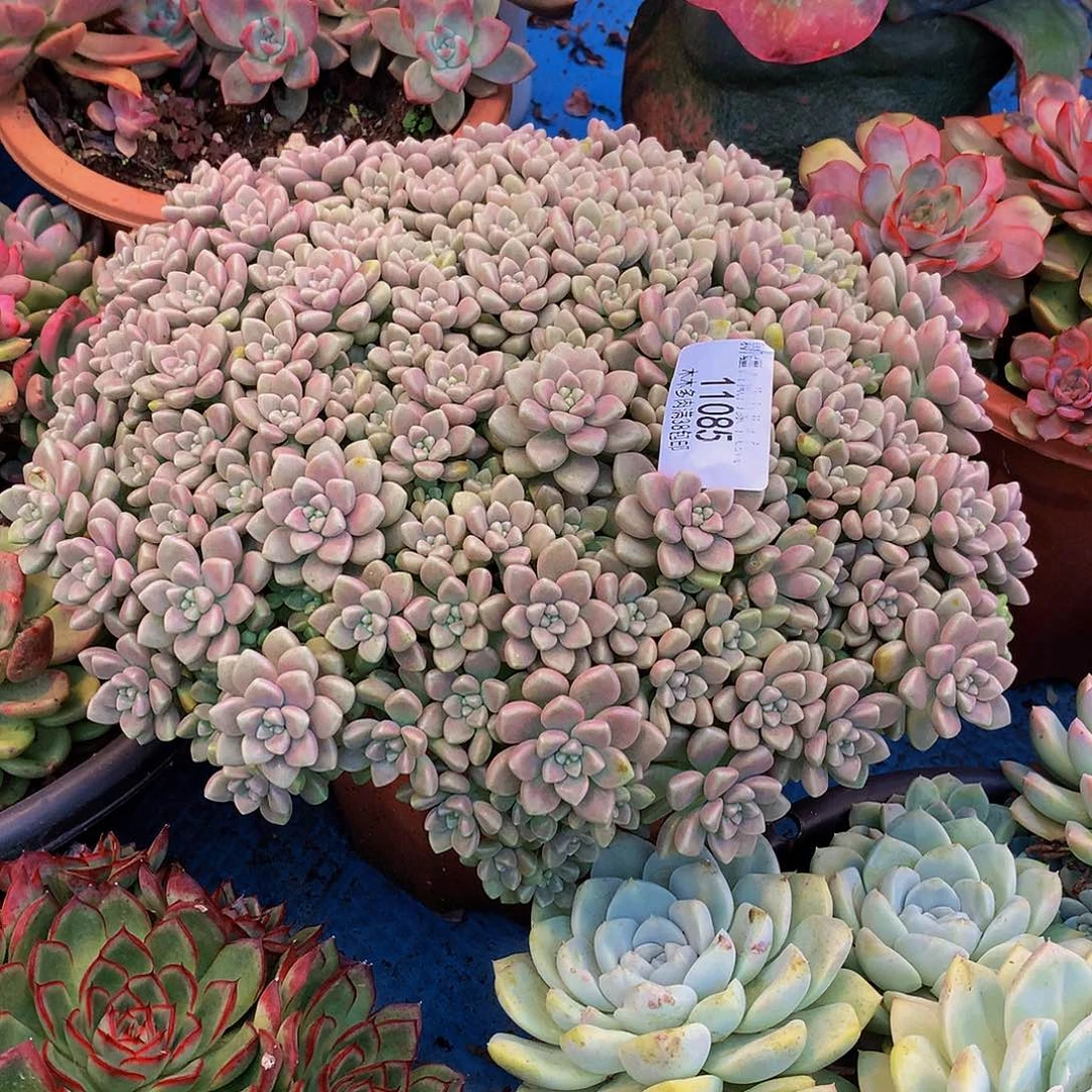 梅***子          丸叶姬秋丽多肉11085