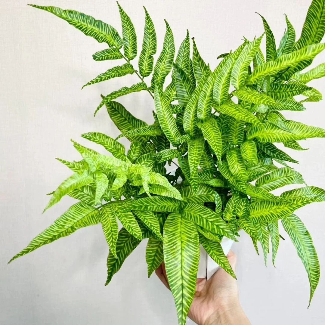 斑马蕨 金色斑马蕨叶艺蕨类植物盆栽客厅办公室趣味绿植耐阴好养