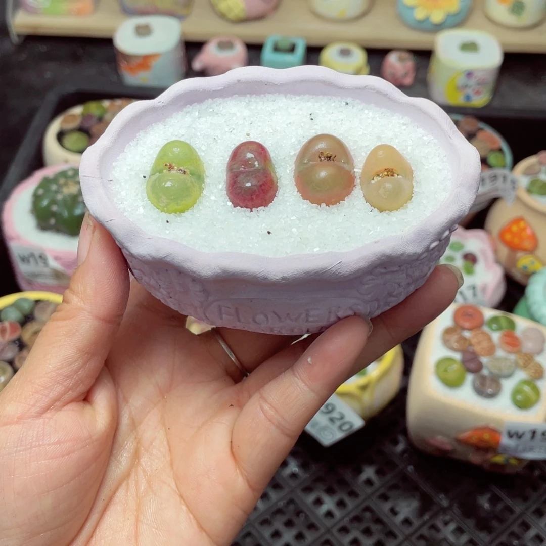 w1926 带盆土发货-零下地区拍保温箱