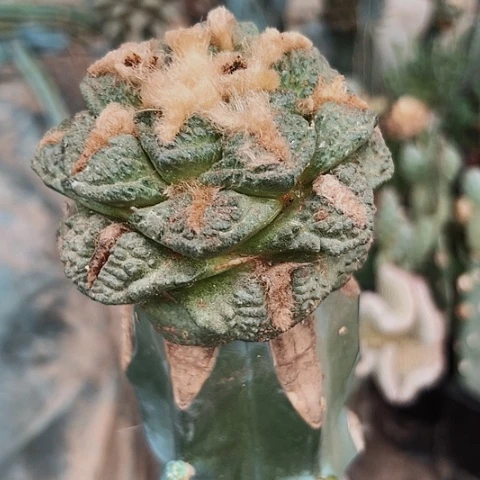 完全开放916牡丹