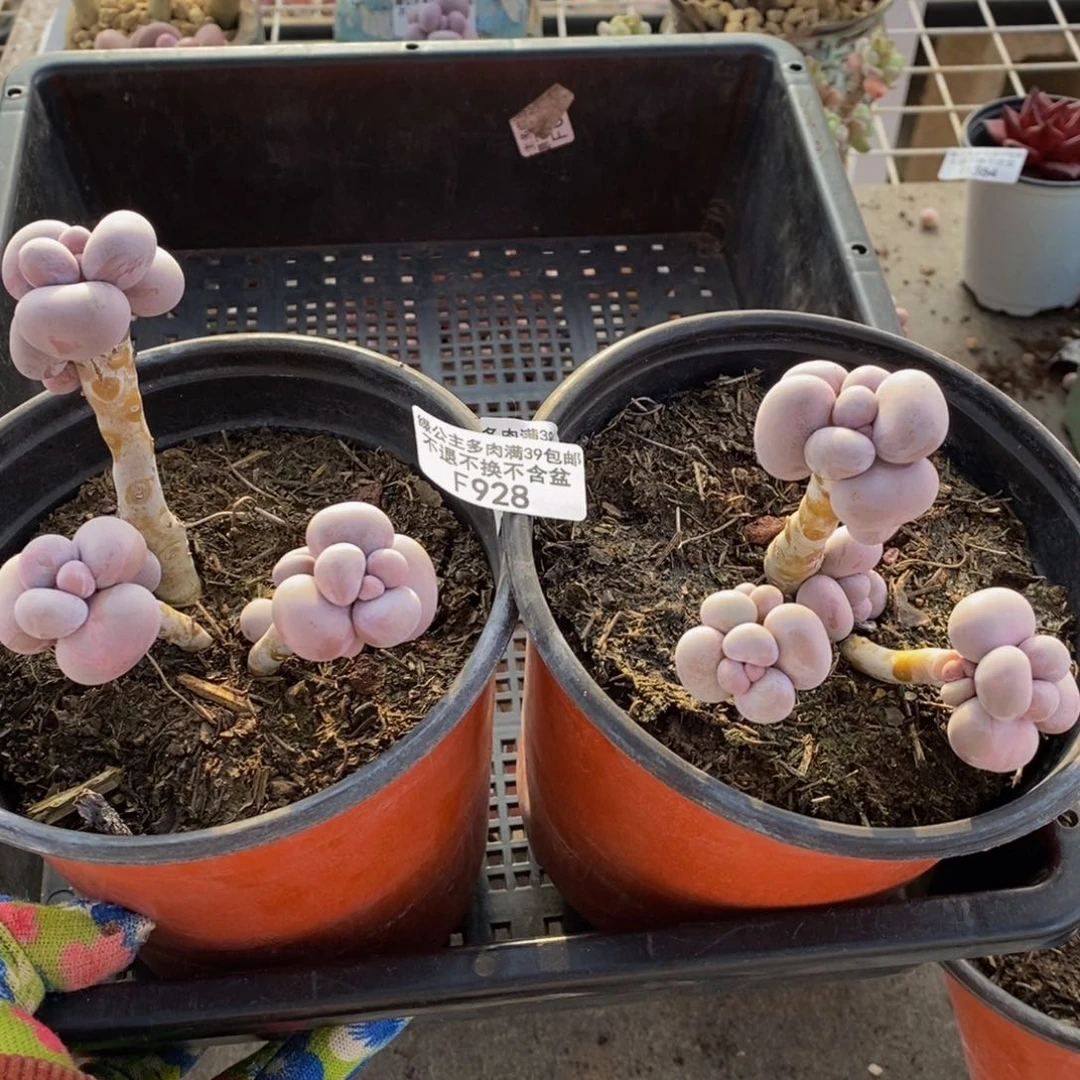 小**初芭比奶酪928/8c m