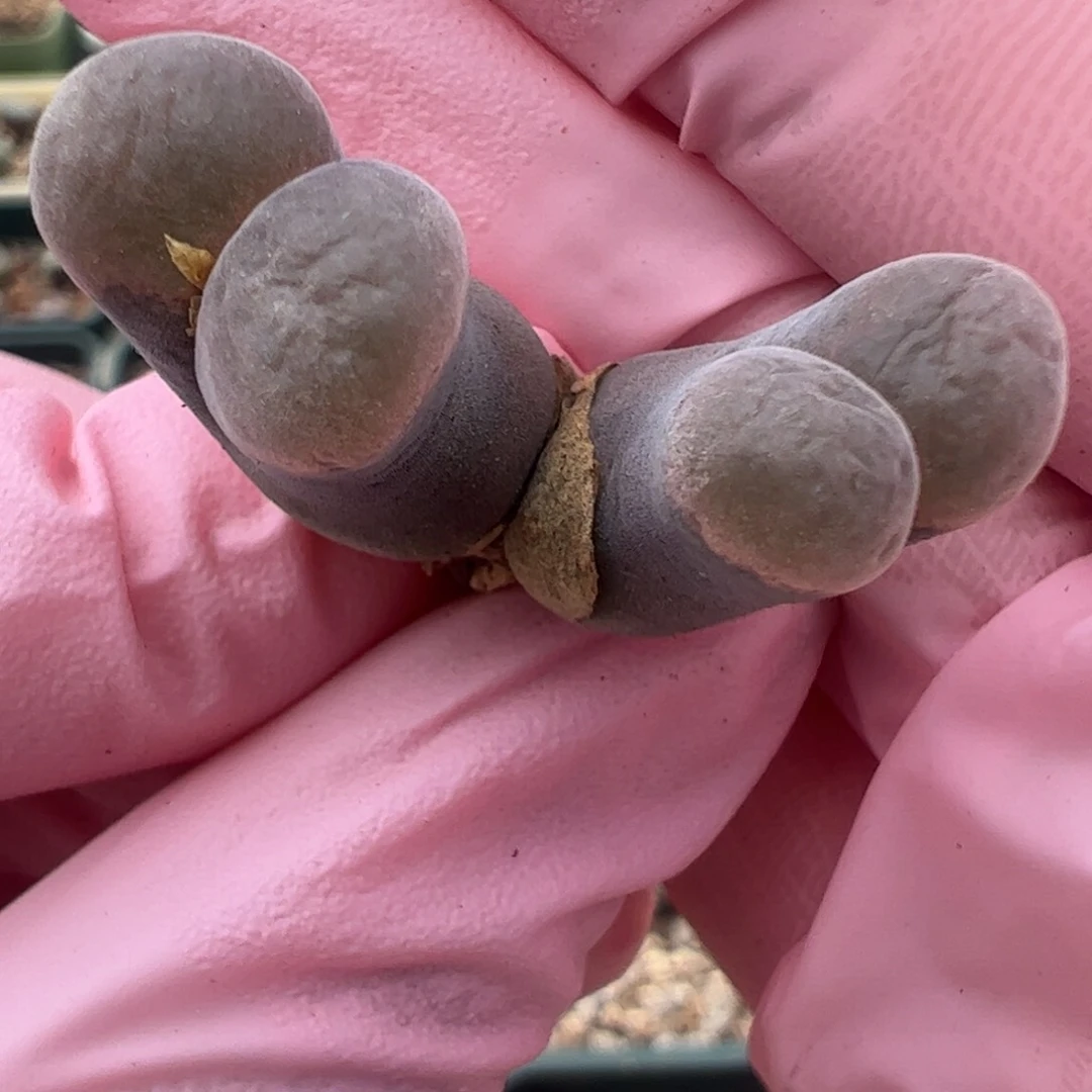 536 好看的多肉冲冲冲q