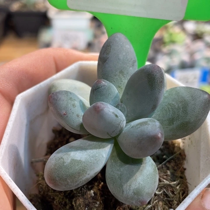 企鹅319号的啊啊啊多肉啊啊