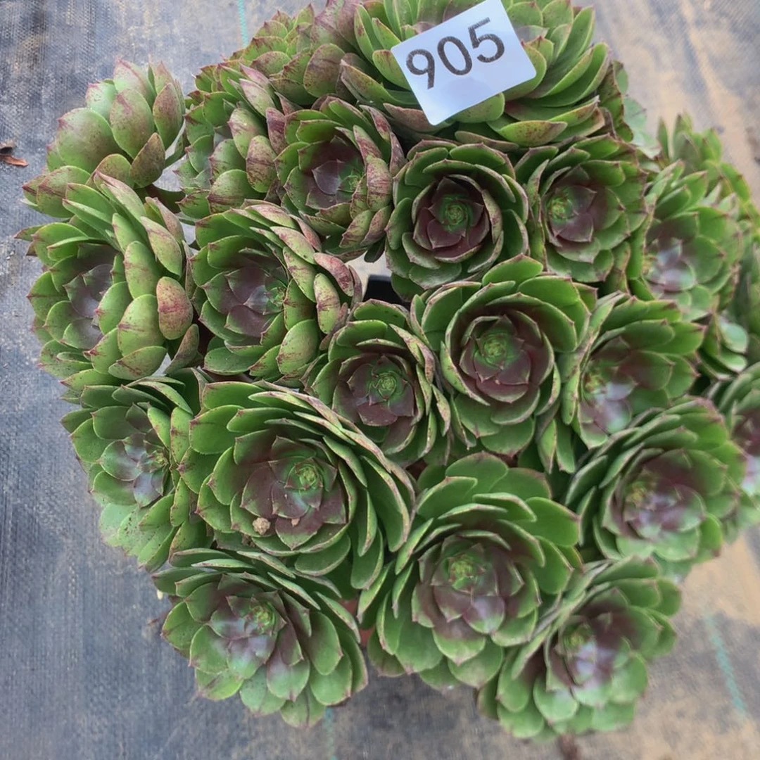 麽***哒905万拉丝多肉植物