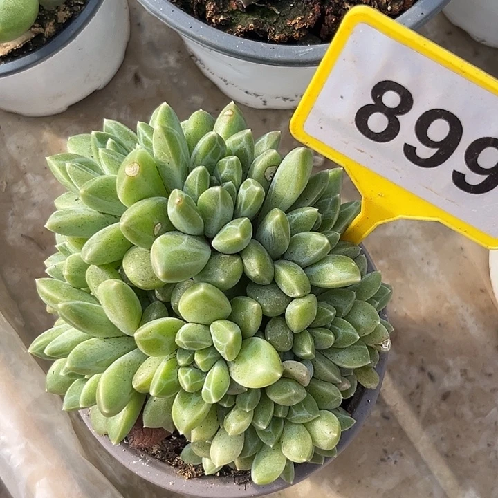 雨花石一物一拍899