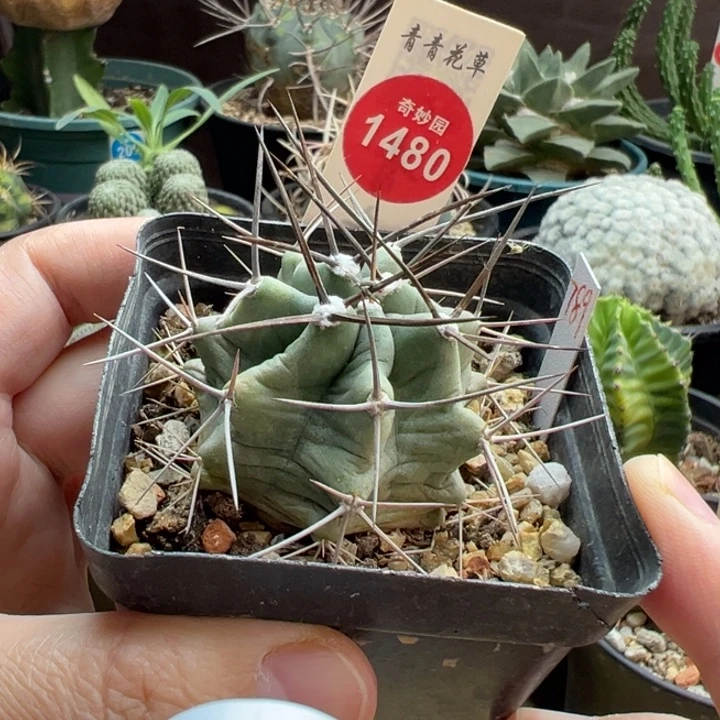 实生狂刺篝火虾有断刺