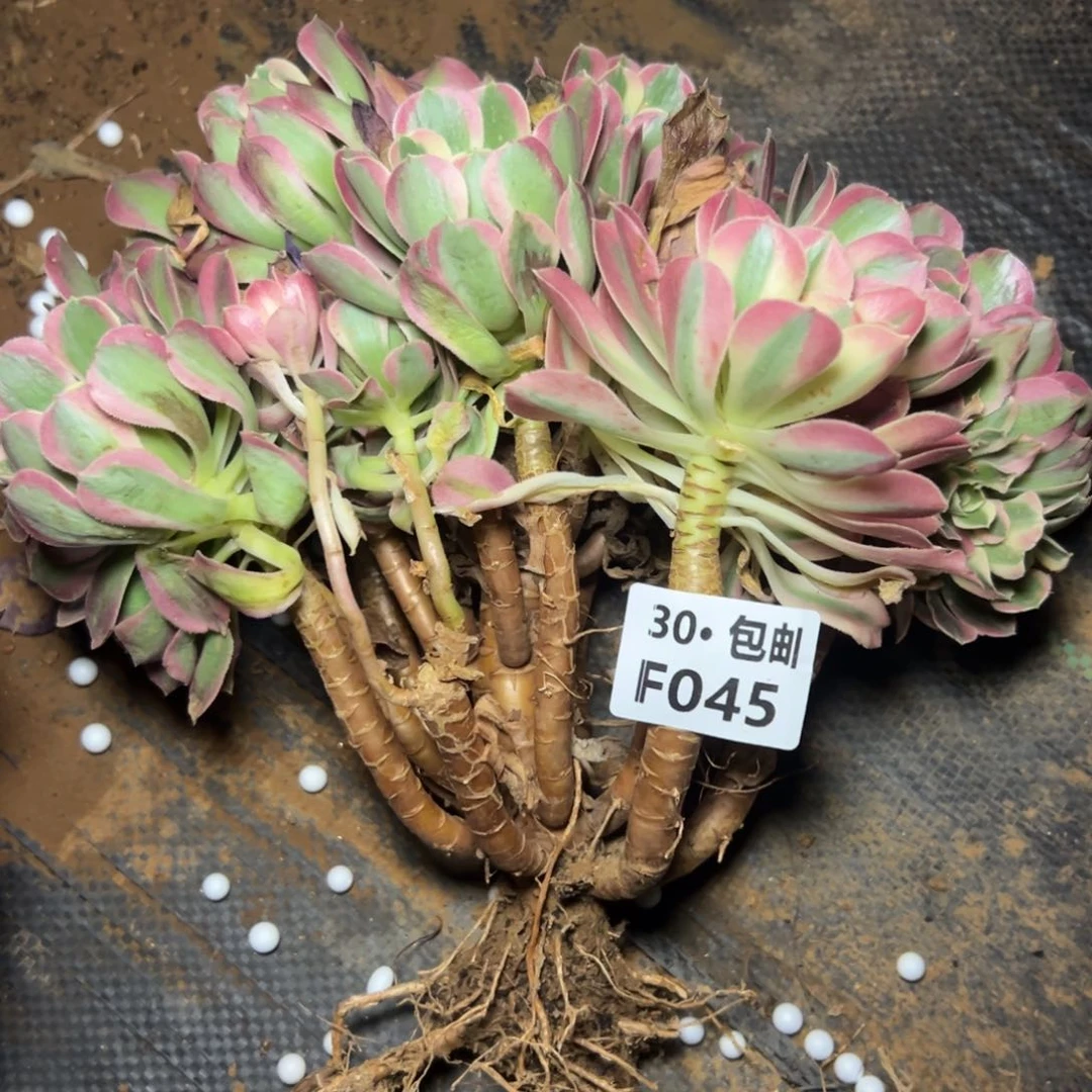 045白凤满20包邮