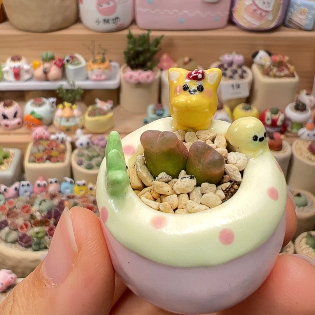 多肉植物44号双头