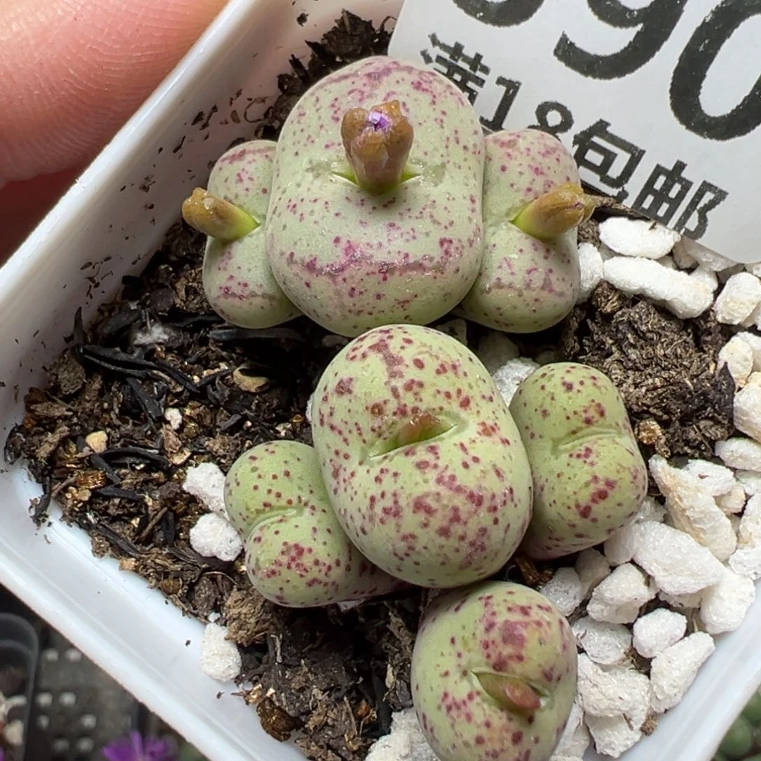 【闪购商品】590……