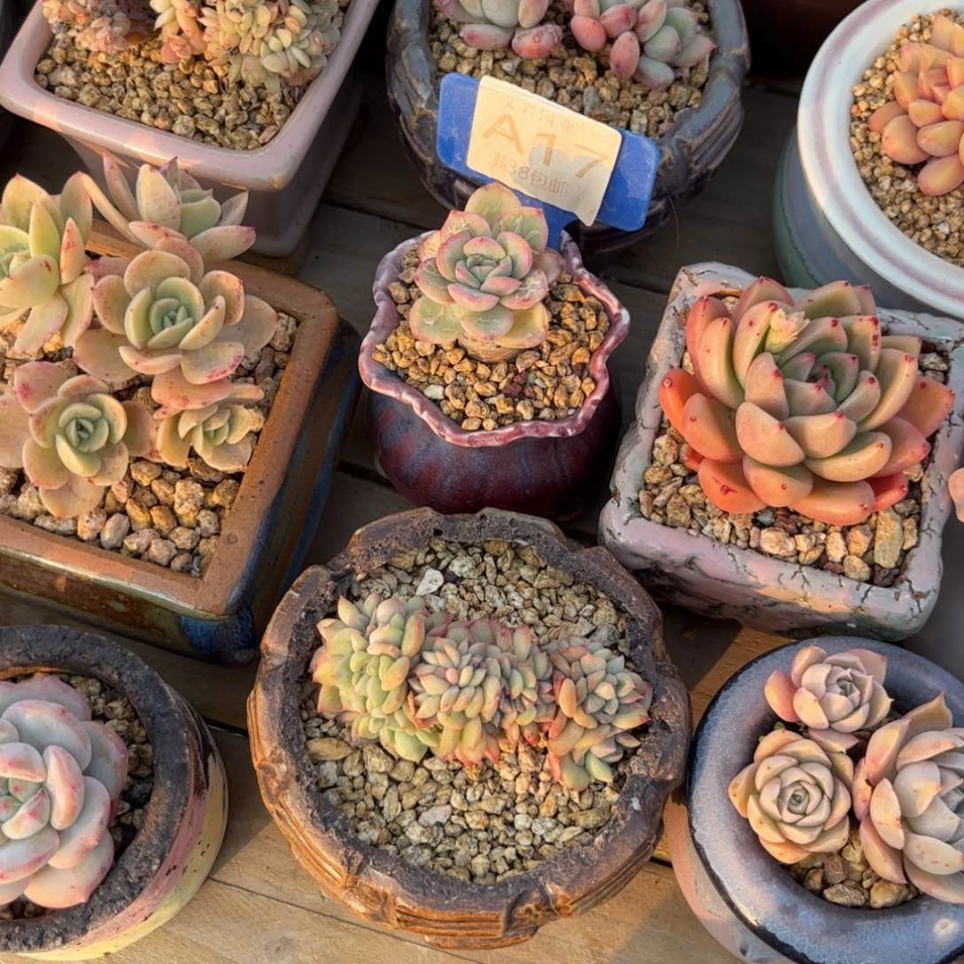 茜***梦多肉植物1111晨露