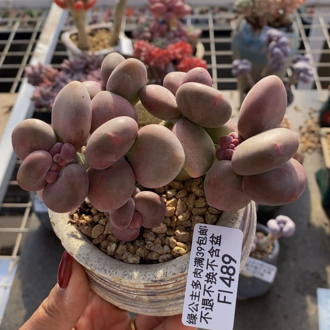 芒果奶酪金蟾kk奶489/9c m